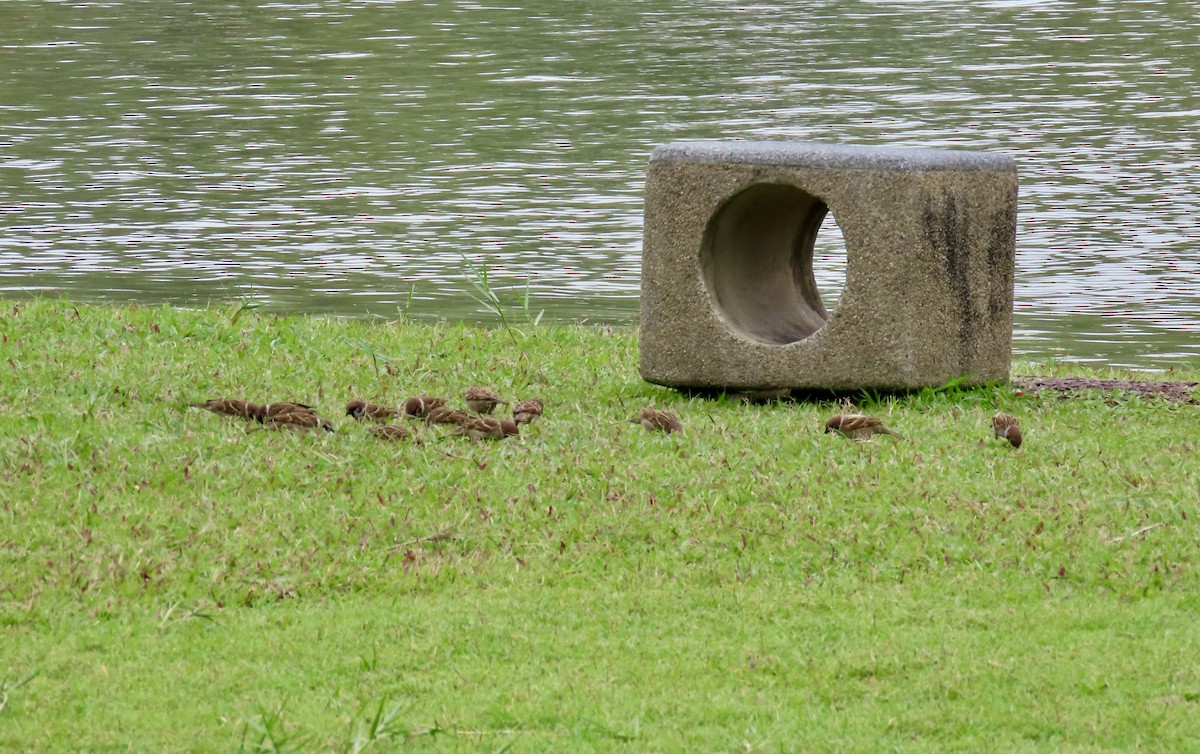 スズメ - ML646772398