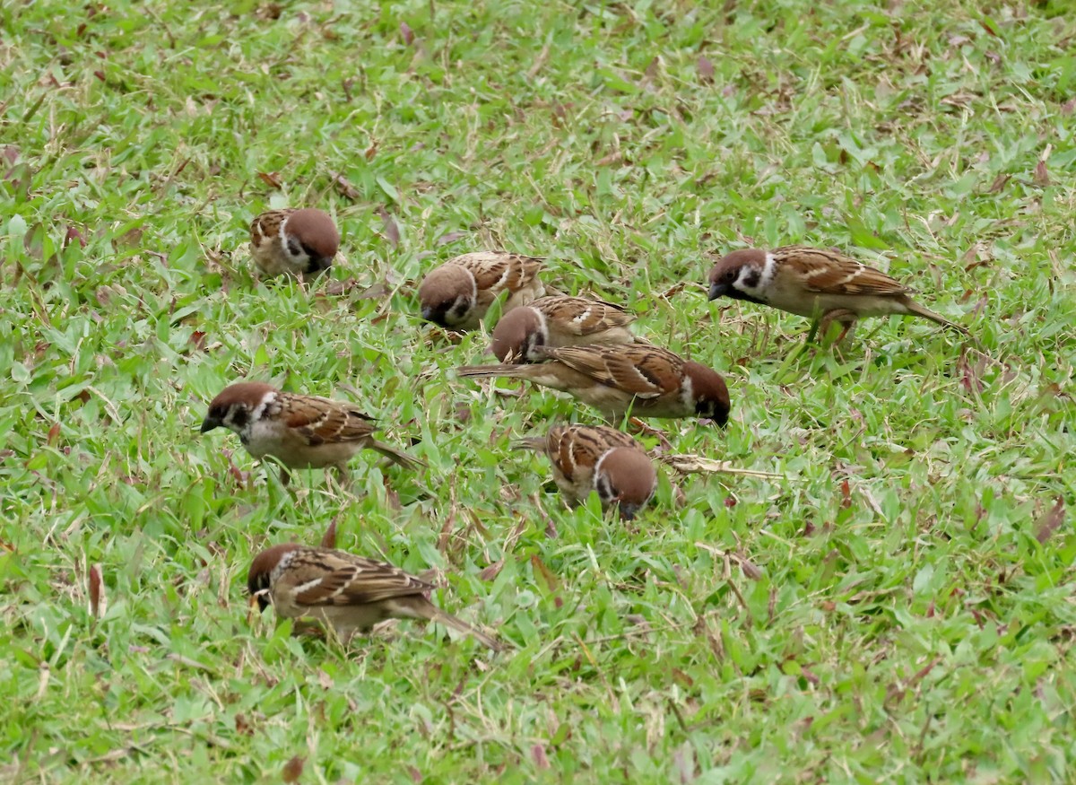 スズメ - ML646772399