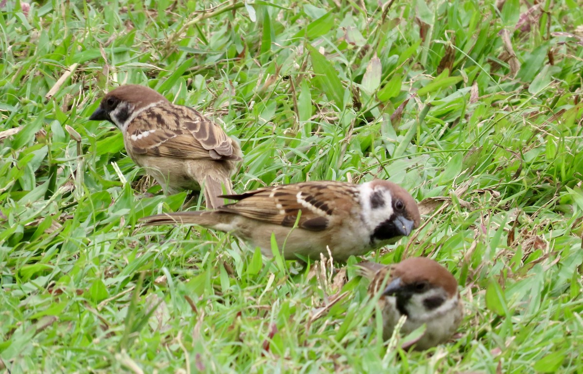 スズメ - ML646772400