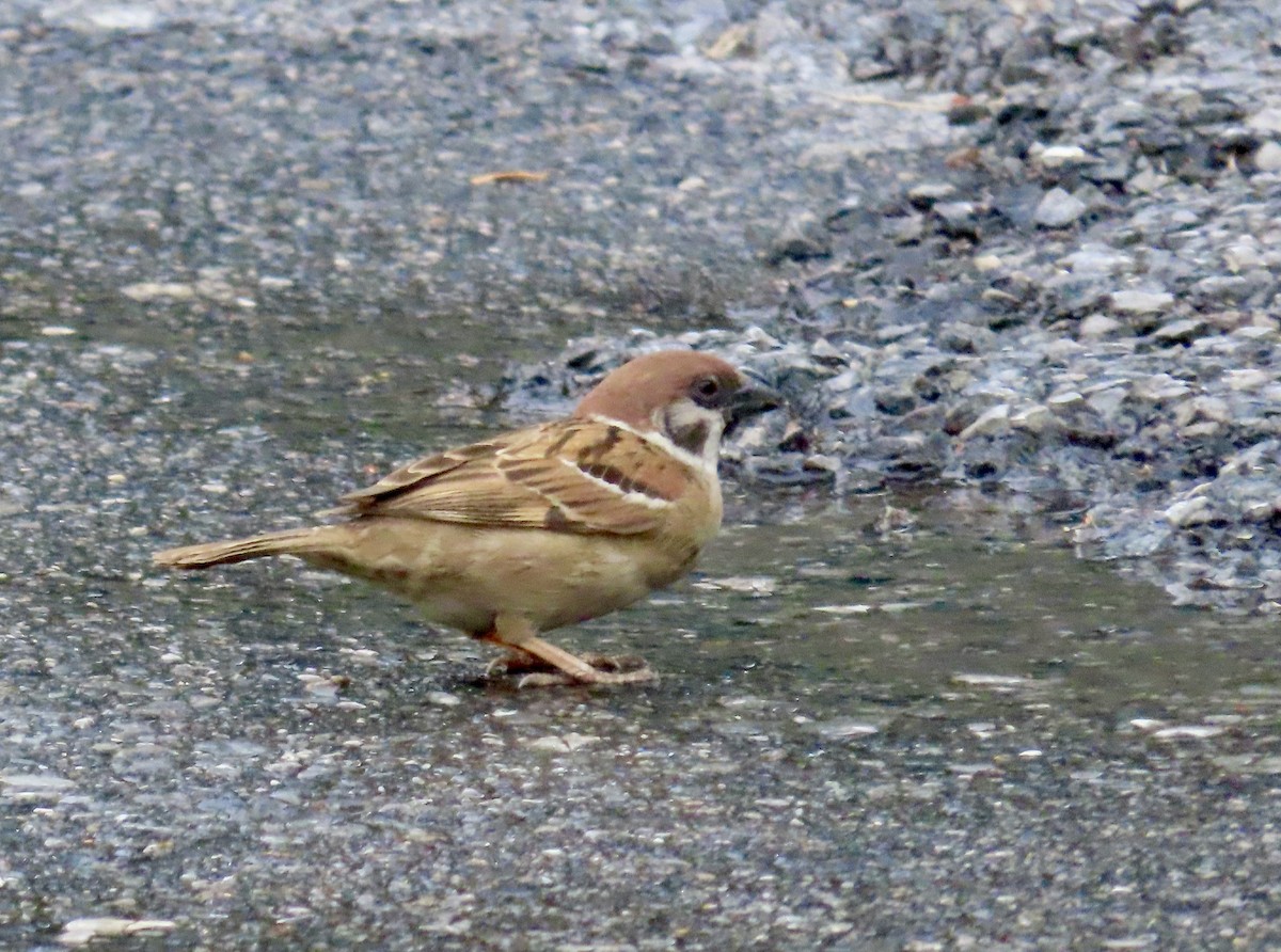 スズメ - ML646772401