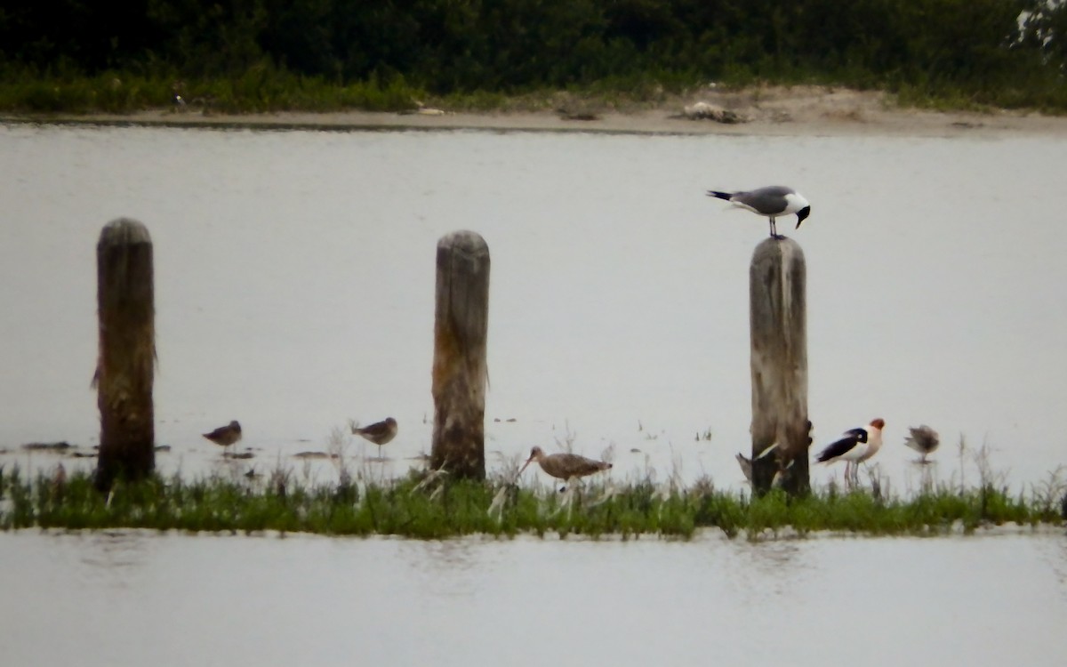 kortnebbekkasinsnipe/langnebbekkasinsnipe - ML646772404