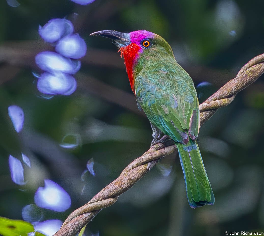 rødskjeggbieter - ML646772405