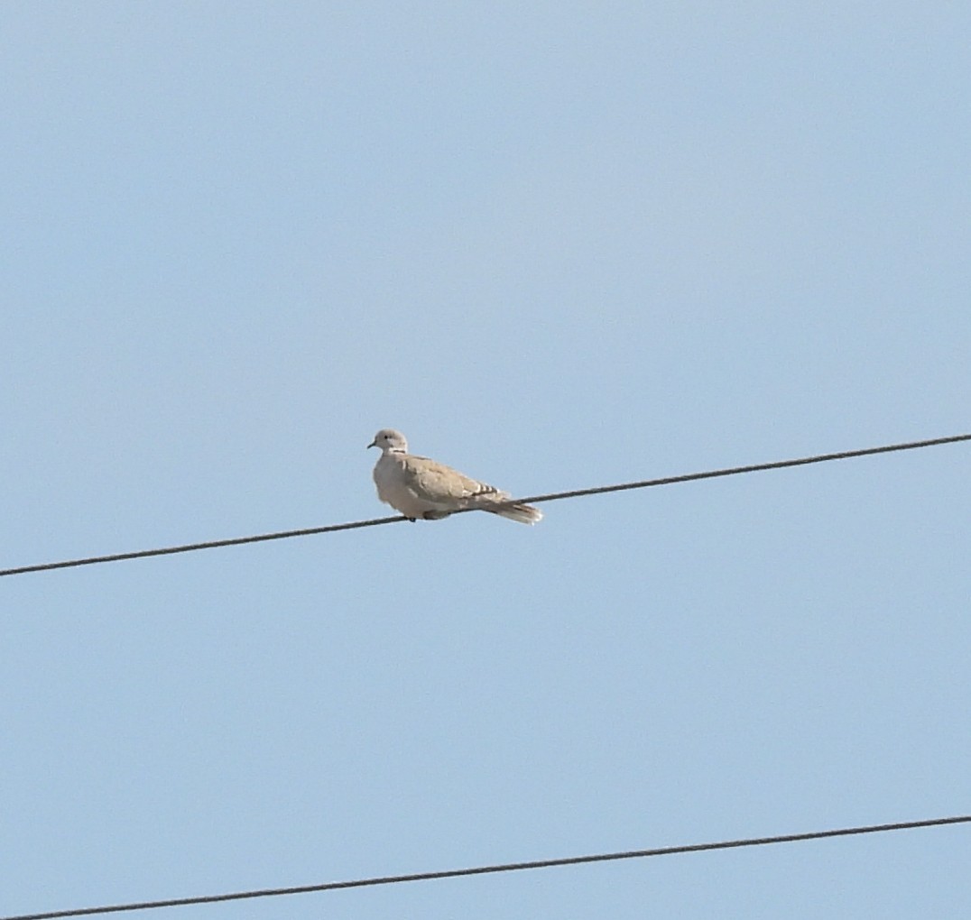 hrdlička zahradní - ML646772406