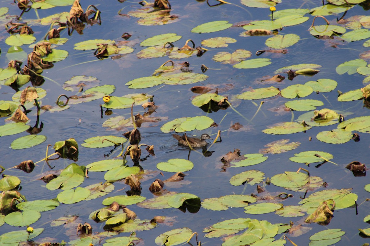 Wood Duck - ML646772410