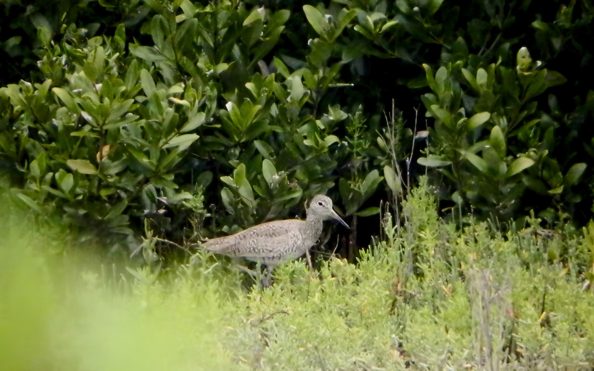 willetsnipe - ML646772411