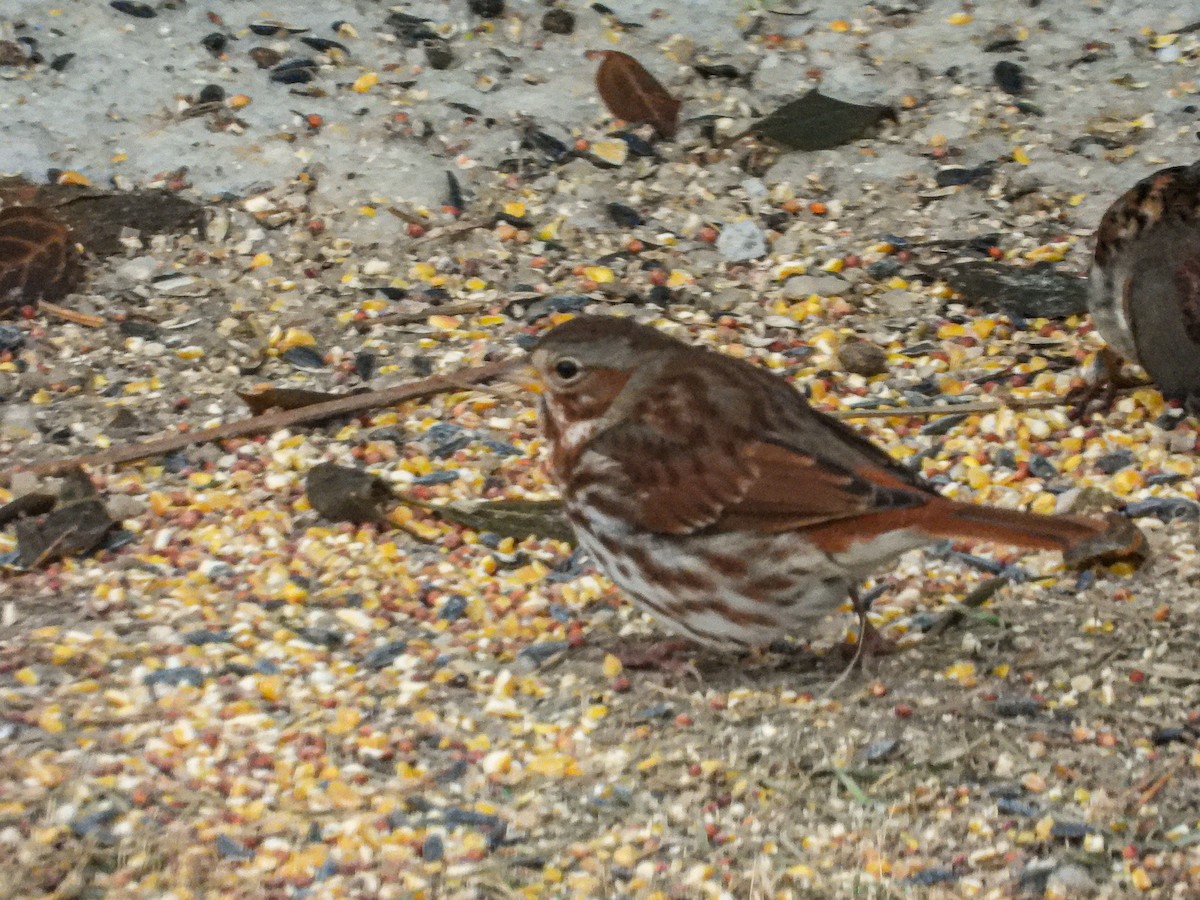 Passerella variabile - ML646772412