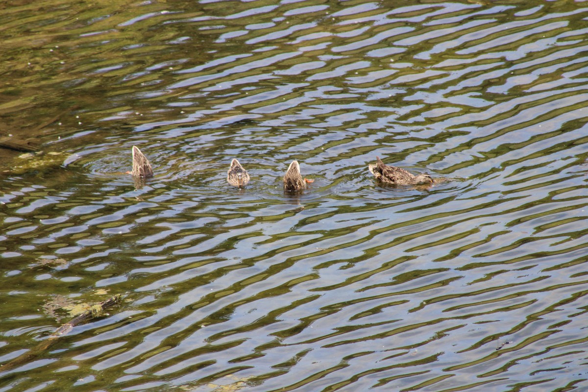 Mallard - ML646772414