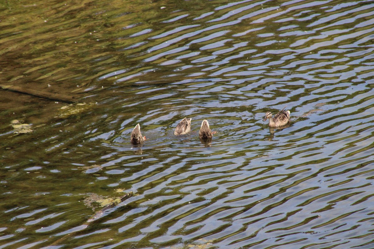 Mallard - ML646772416