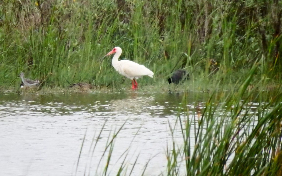 hvitibis - ML646772418