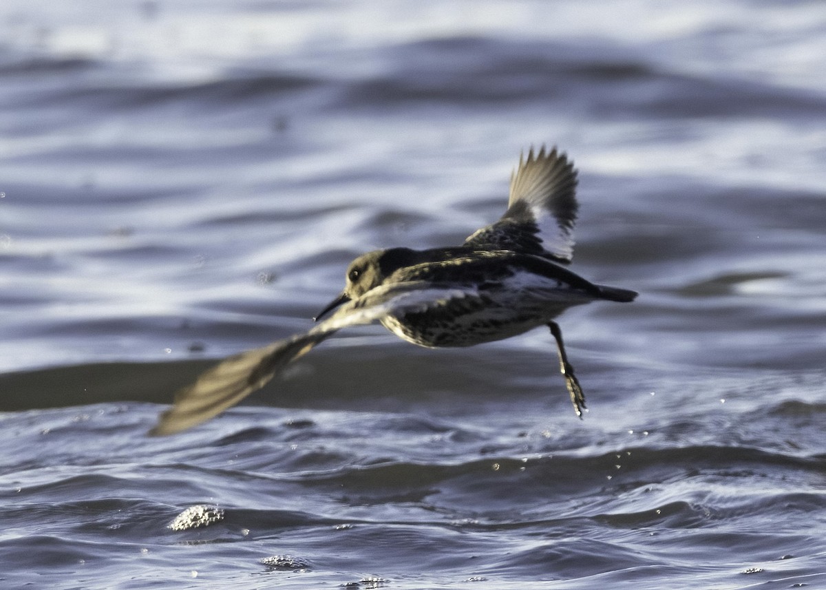 Rock Sandpiper - ML646772420