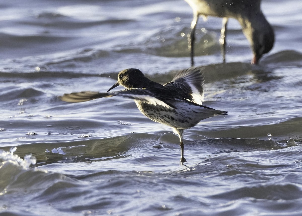 Rock Sandpiper - ML646772421