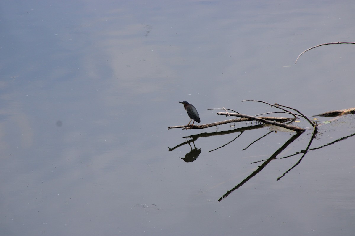 Green Heron - ML646772422