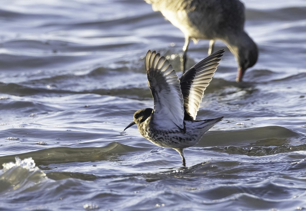 Rock Sandpiper - ML646772423