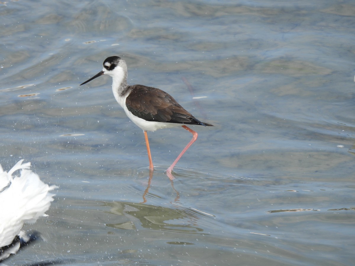 Black-necked Stilt - ML646772424