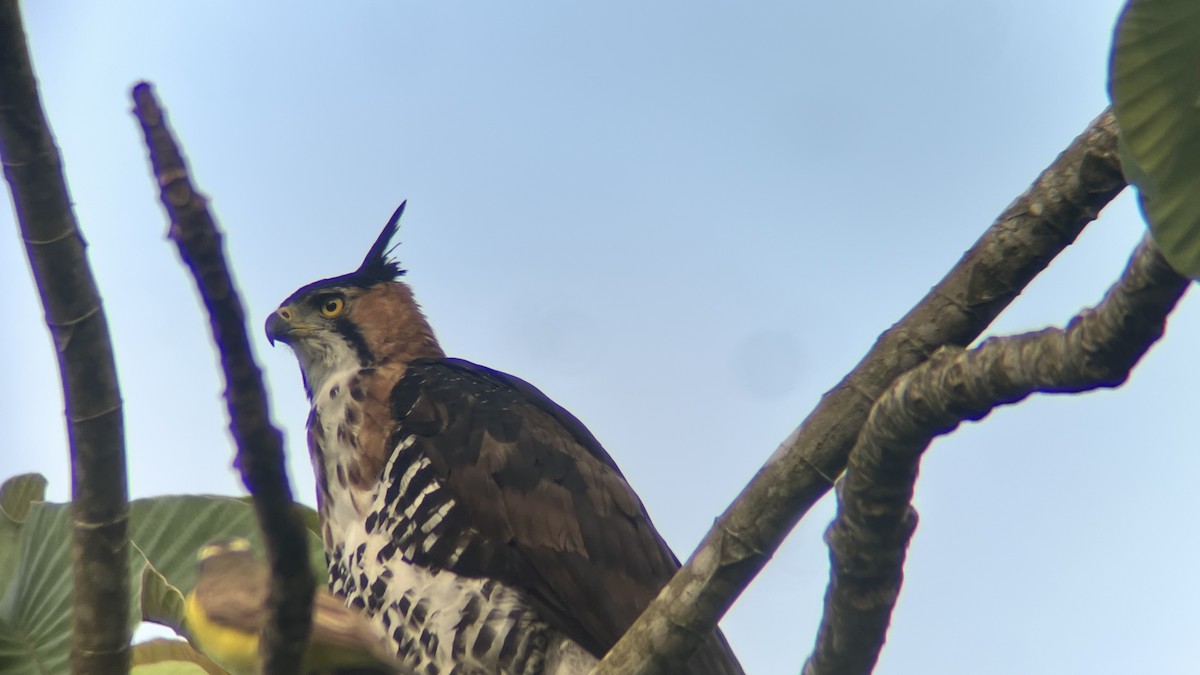 orel zdobený - ML646772425