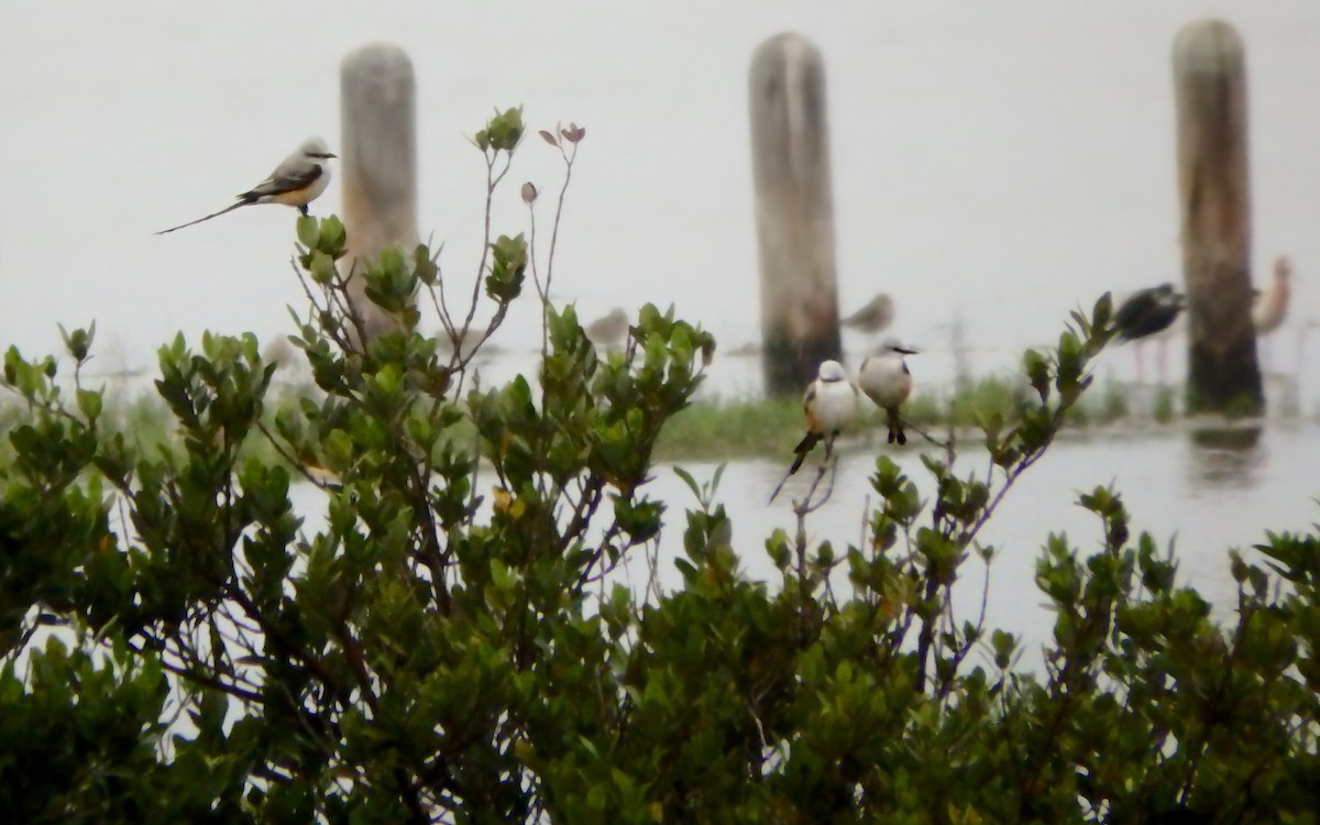 saksetyrann - ML646772426