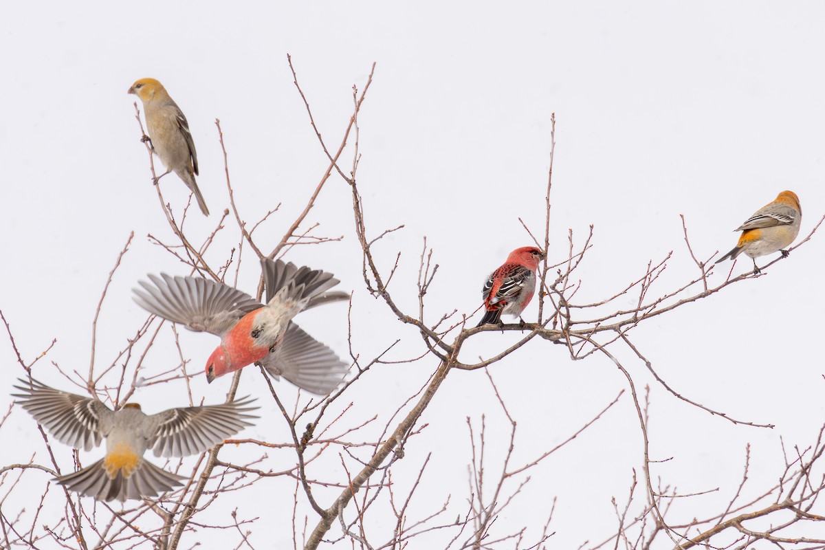 ギンザンマシコ - ML646772427