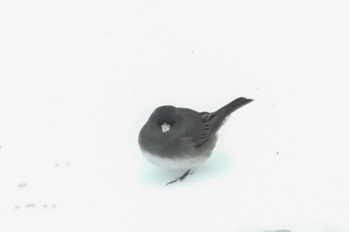 Dark-eyed Junco - ML646772429
