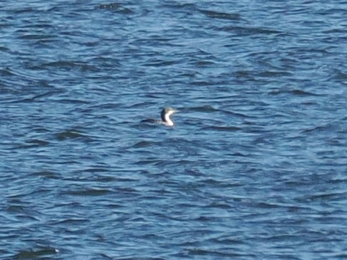 Pazifikoko aliota - ML646772430