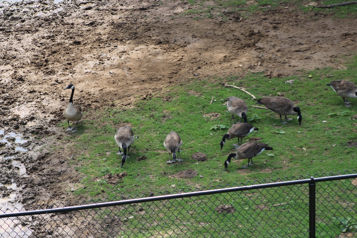 Canada Goose - ML646772431