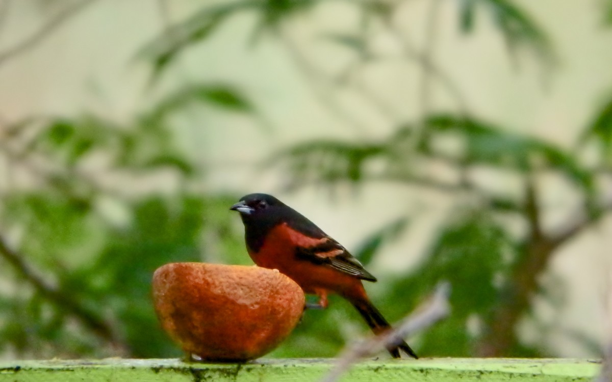 hagetrupial - ML646772432