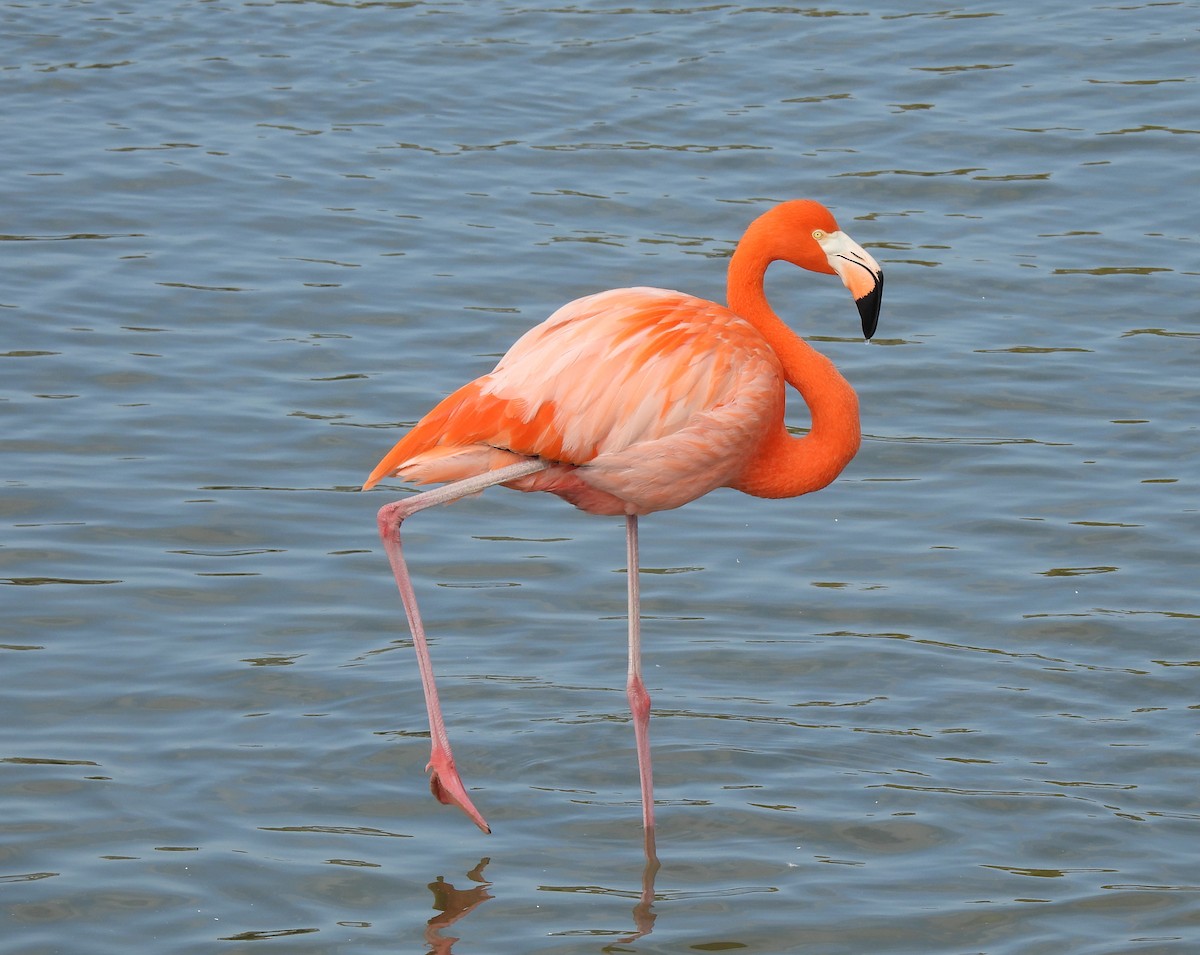 Красный фламинго - ML646772433