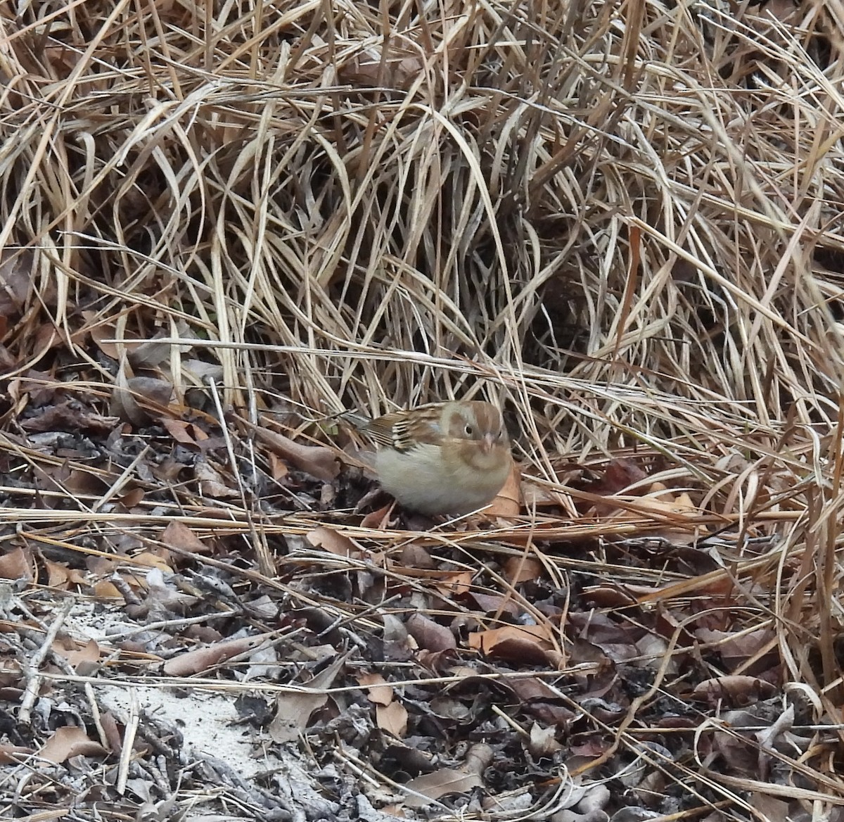 Tarla Serçesi - ML646772434