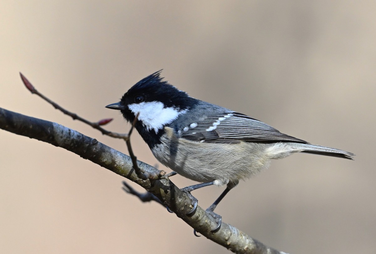 Coal Tit - ML646772435