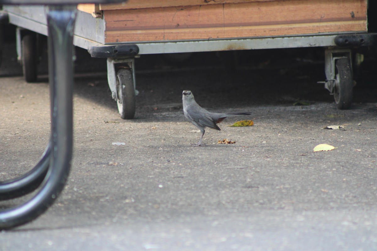 Gray Catbird - ML646772436