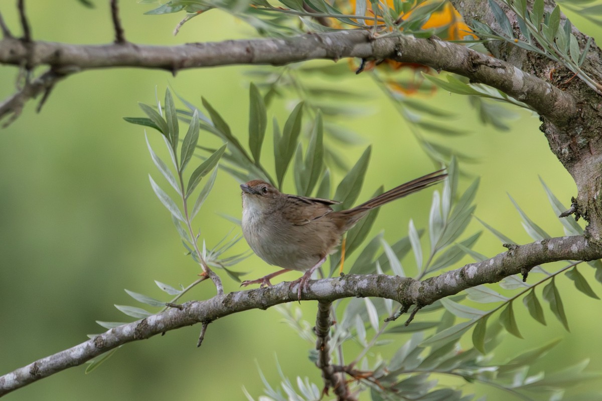 Матата руда - ML646772437