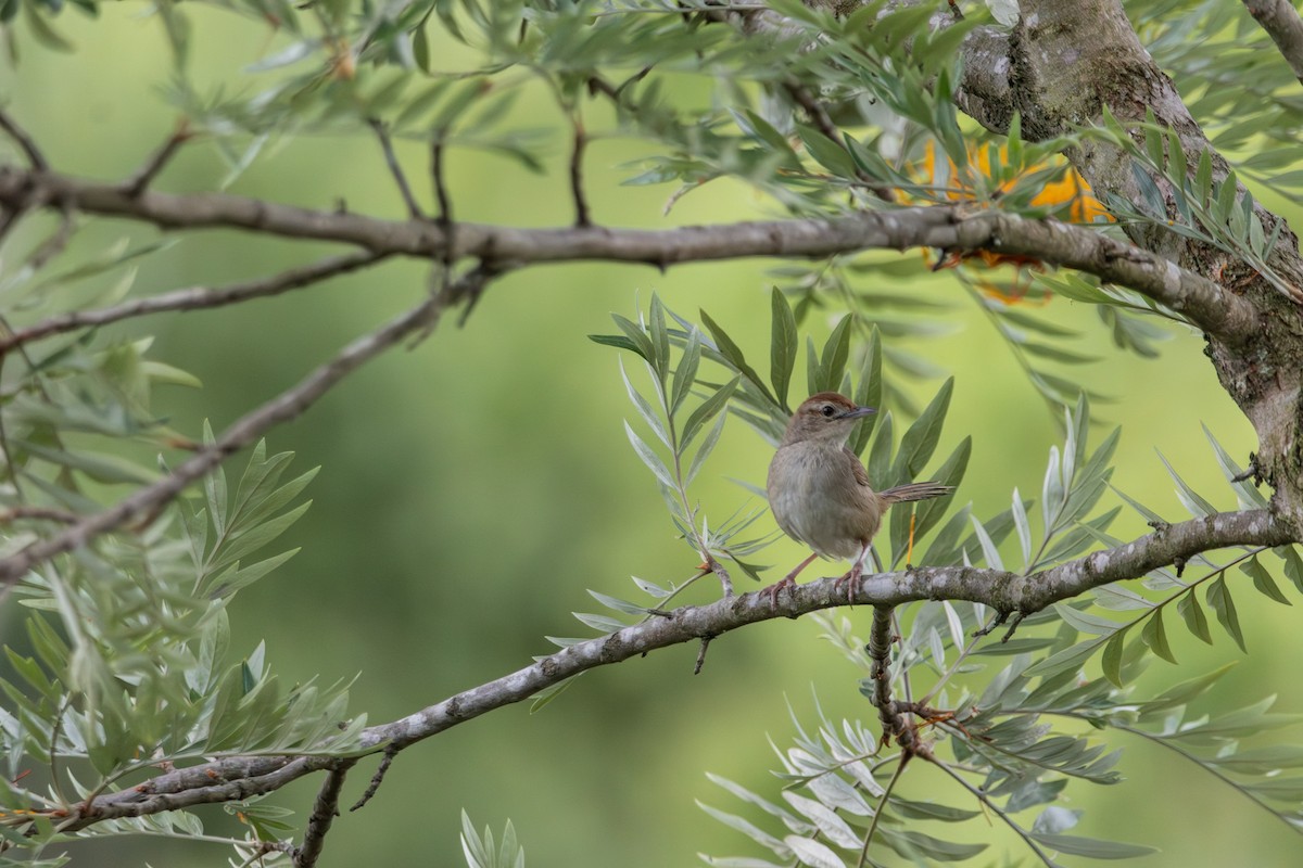 Матата руда - ML646772438