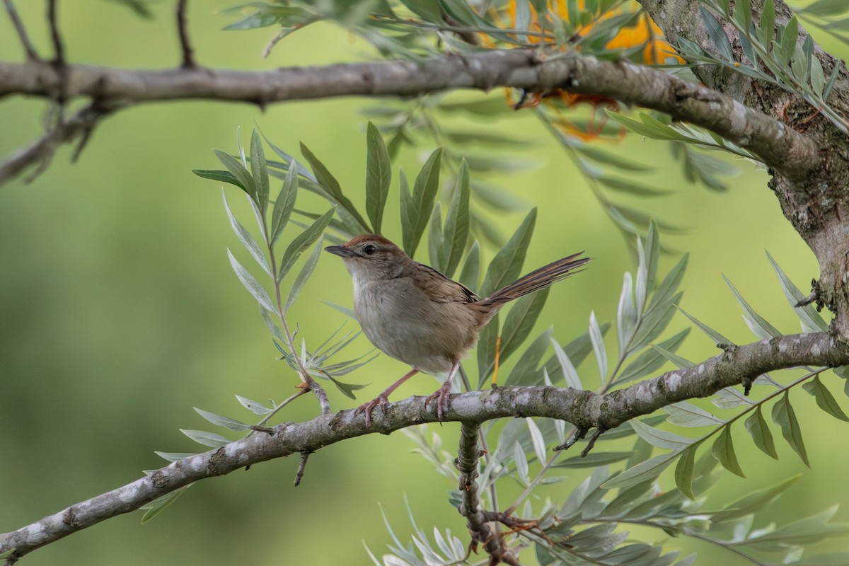 Матата руда - ML646772439