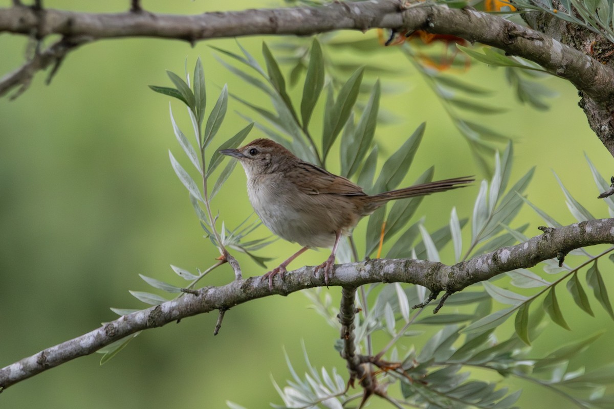 Матата руда - ML646772440