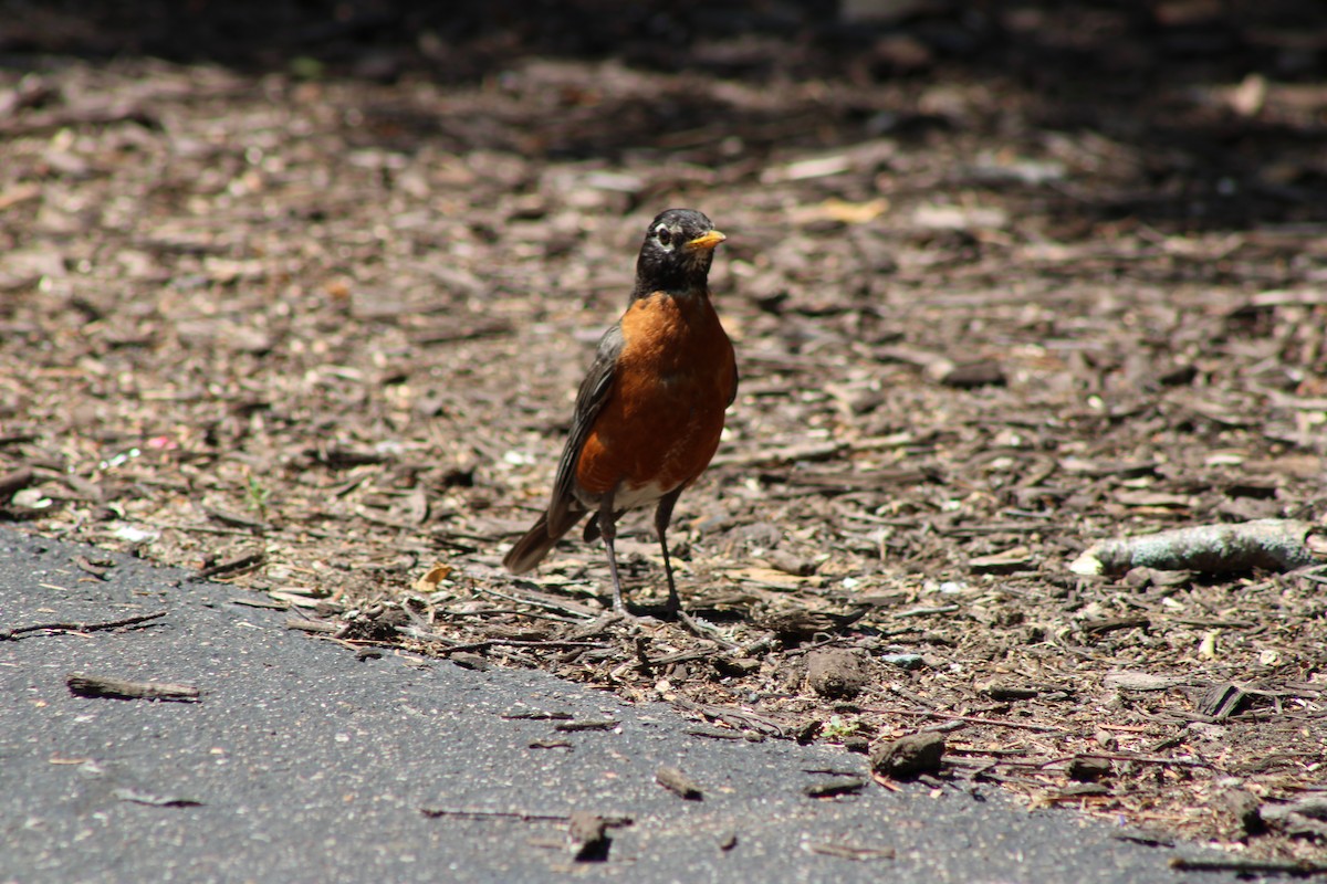 American Robin - ML646772441