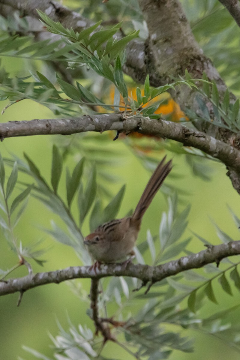 Матата руда - ML646772442