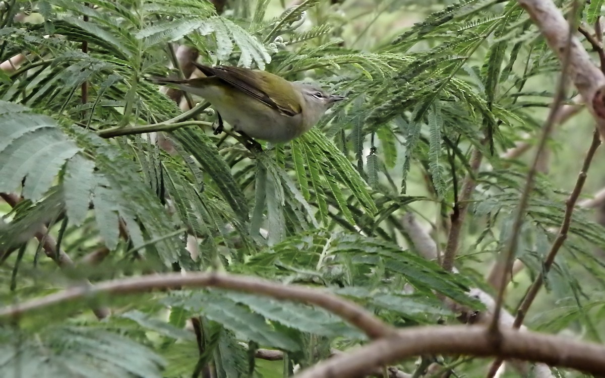 møllparula - ML646772443