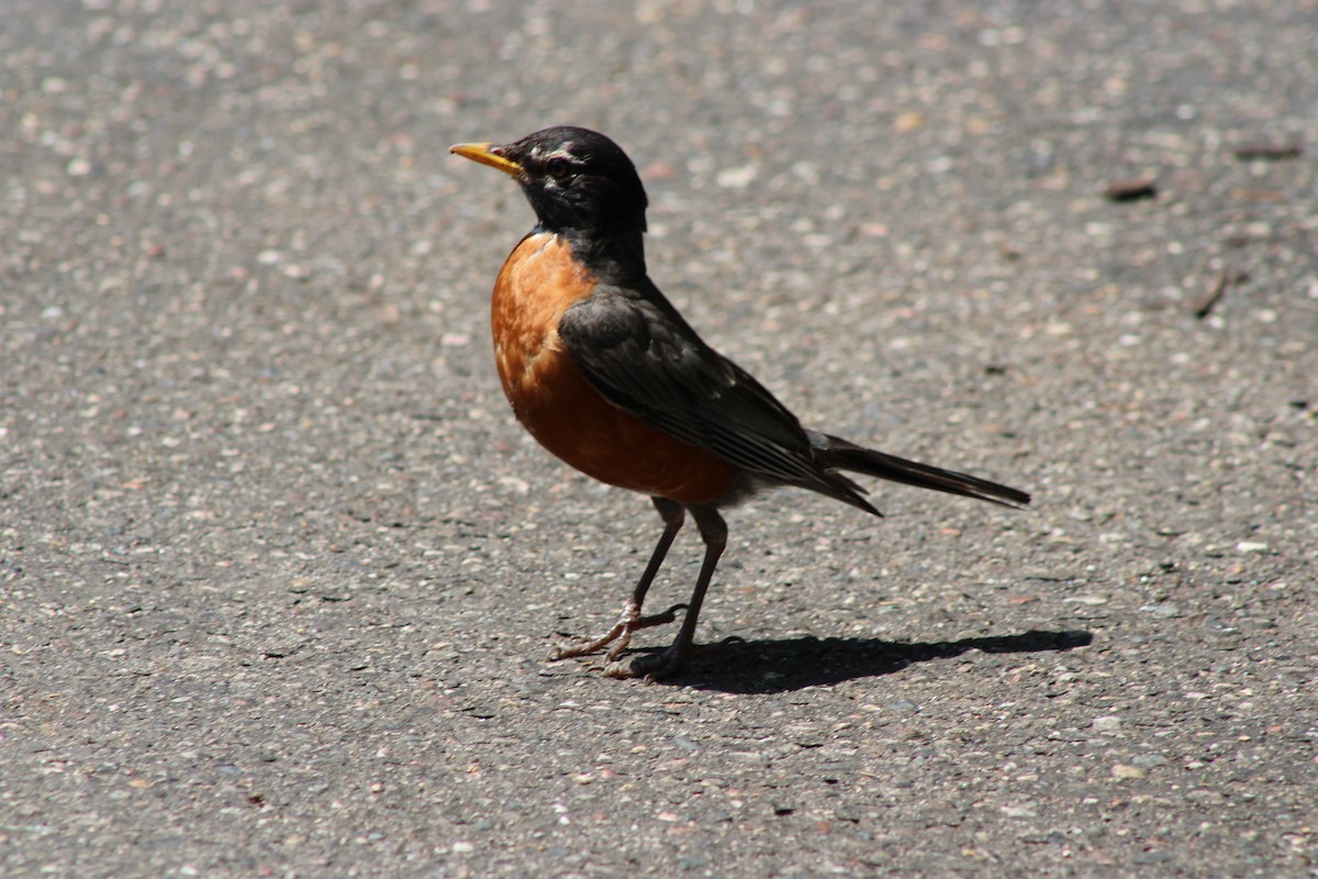 American Robin - ML646772444