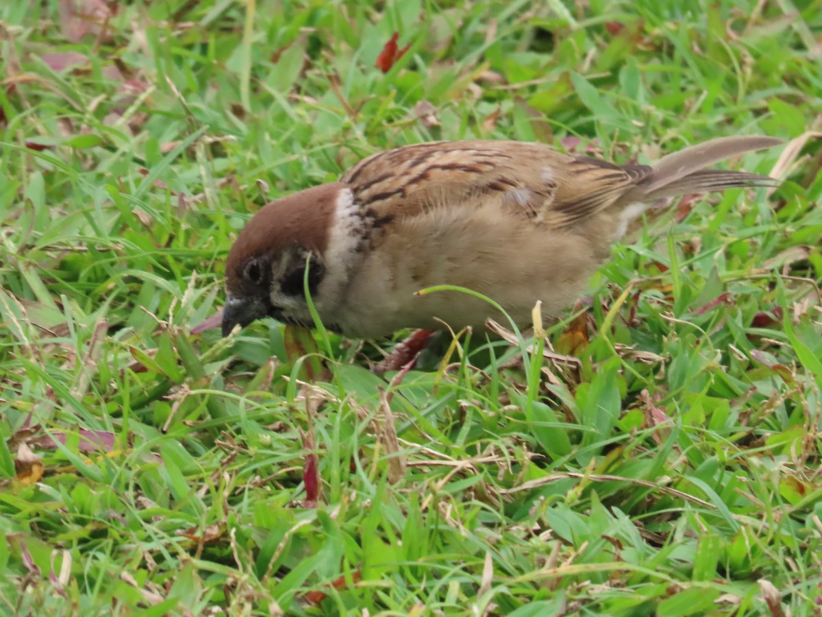 スズメ - ML646772445