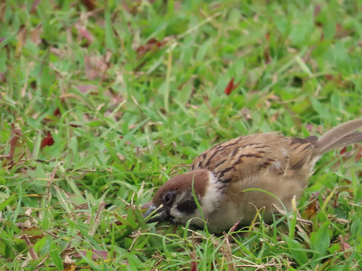 スズメ - ML646772446