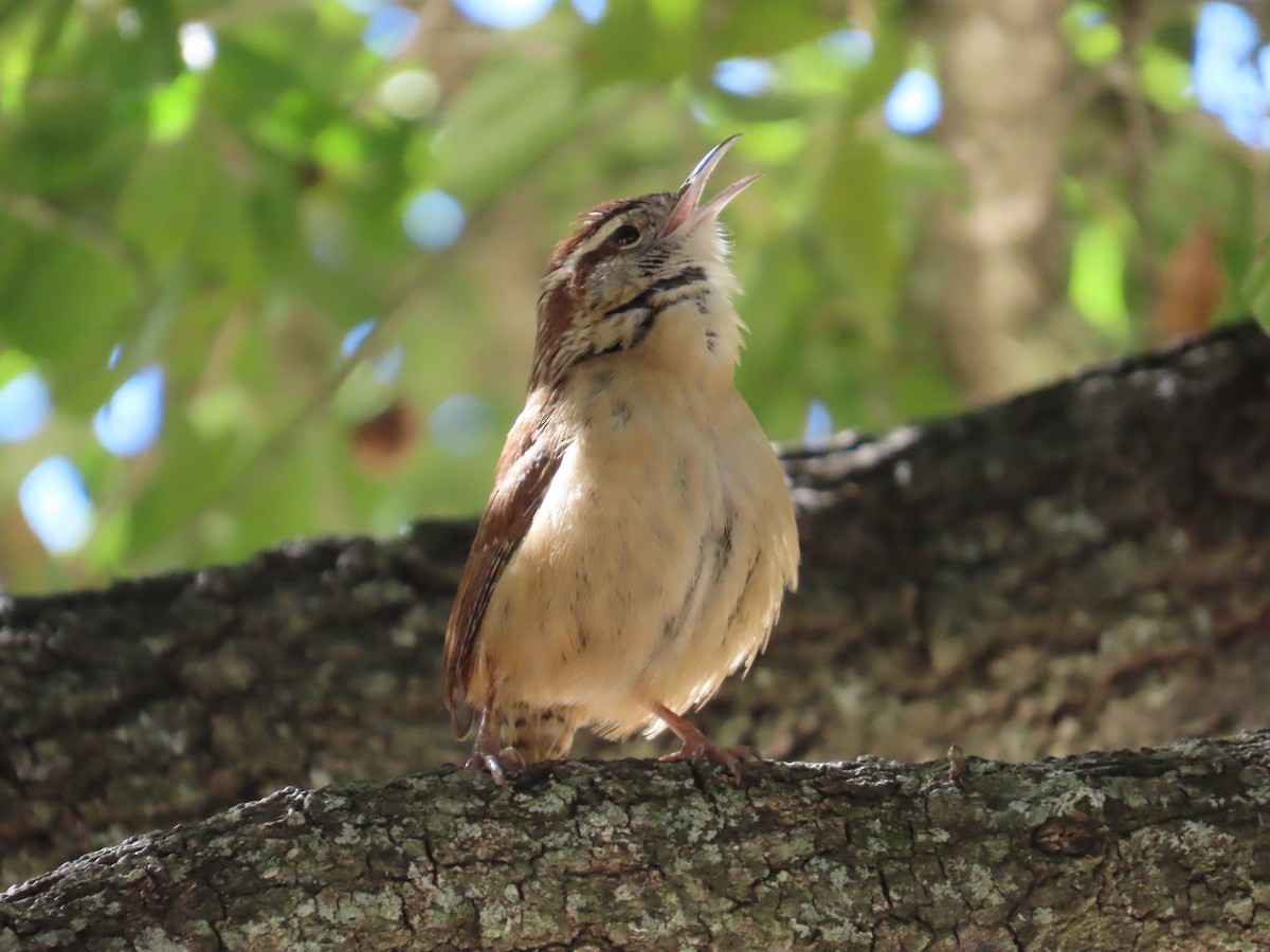 Carolina Wren - ML646772447