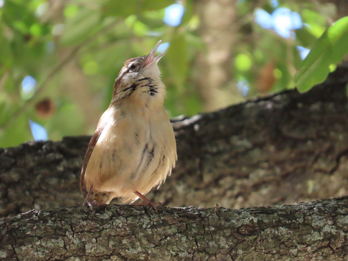 Carolina Wren - ML646772448