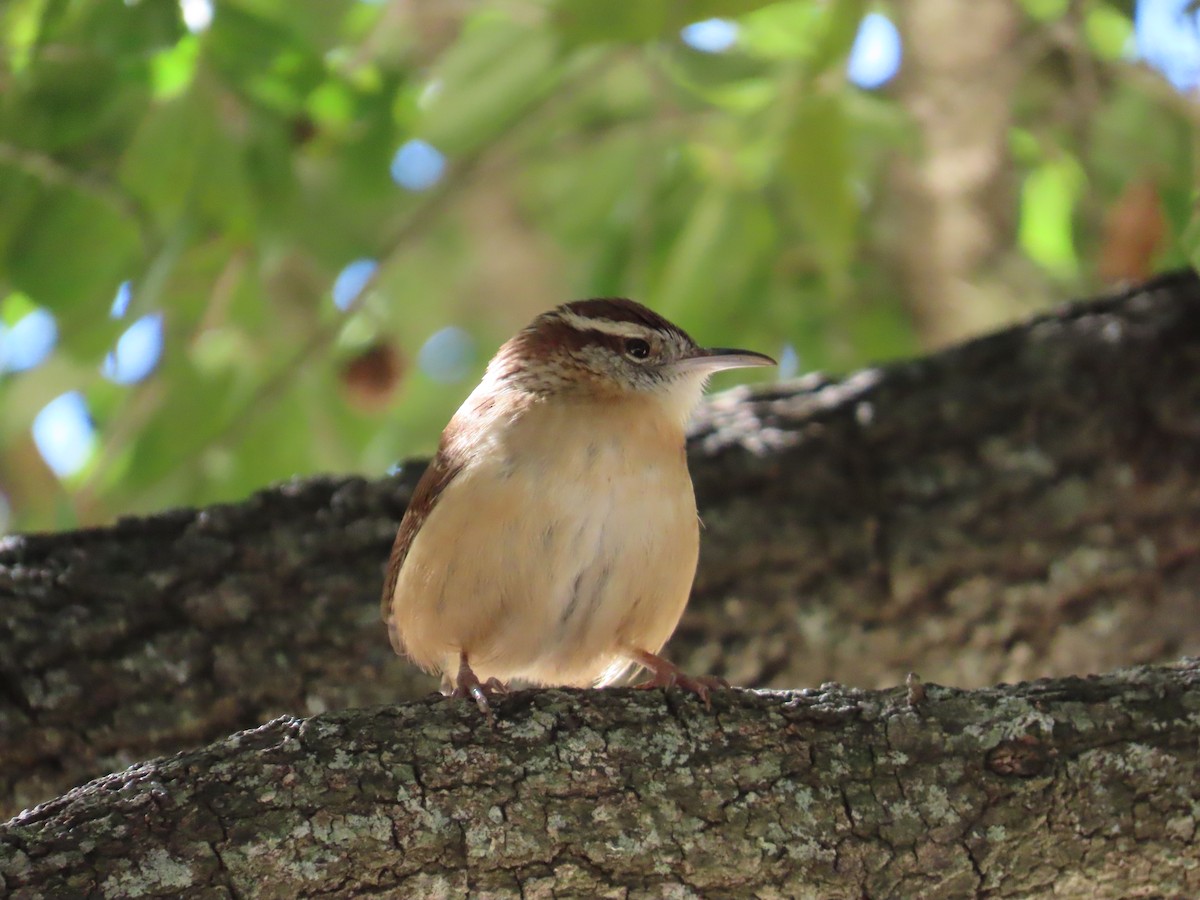 Carolina Wren - ML646772449