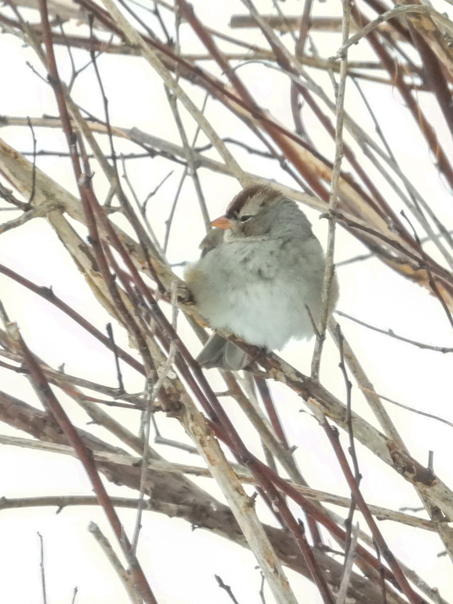 White-crowned Sparrow - ML646772450