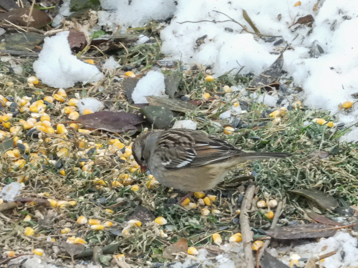 White-crowned Sparrow - ML646772451