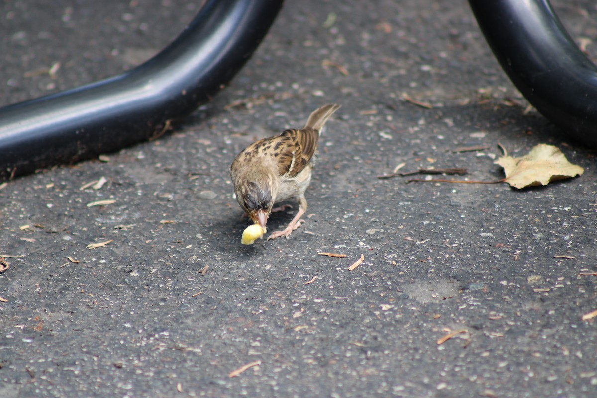 דרור הבית - ML646772453