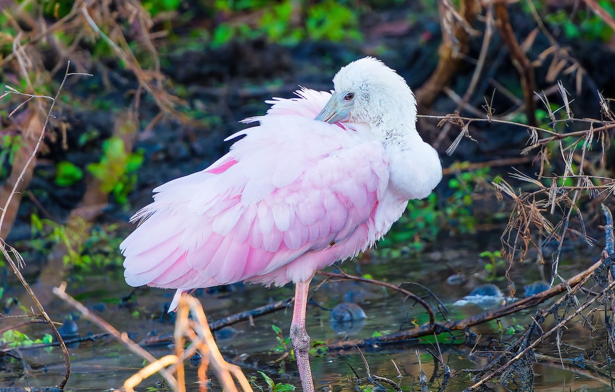 Rosalöffler - ML646772454