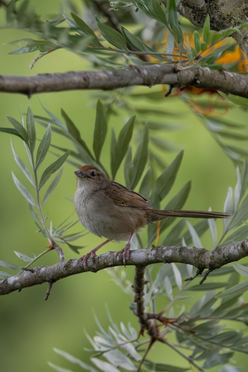 Матата руда - ML646772455