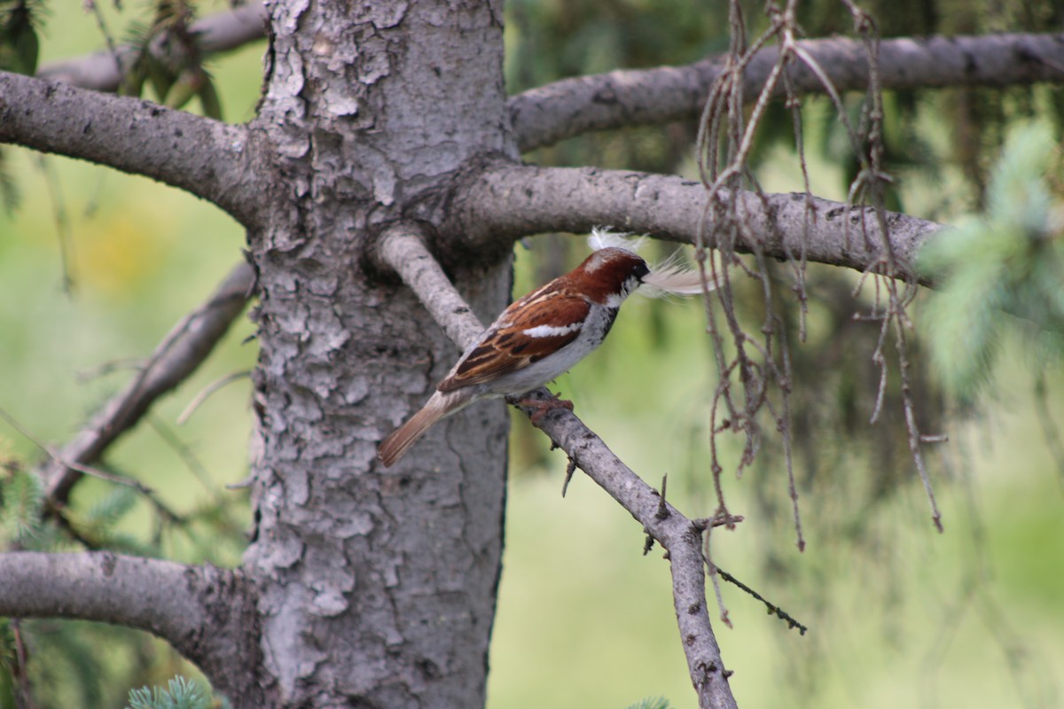 דרור הבית - ML646772456