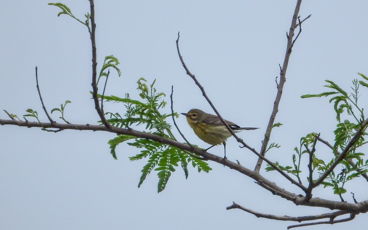 buskparula - ML646772457