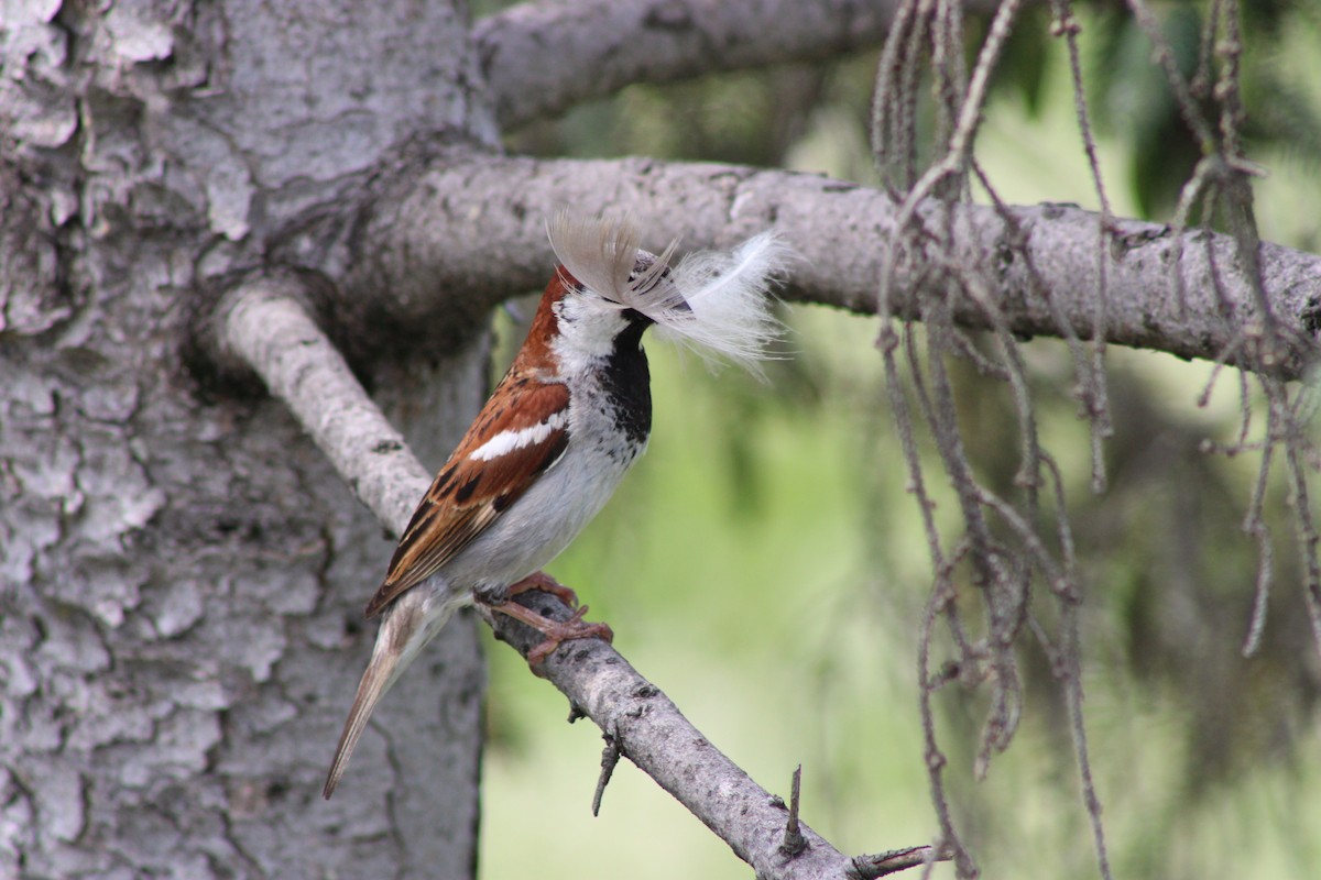 דרור הבית - ML646772458